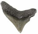 Juvenile Megalodon Tooth - South Carolina #54141-1